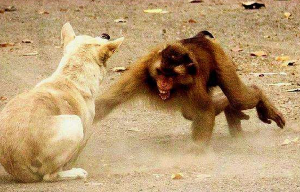 疯狂报复！一只小猴子被狗咬死，引发猴和狗大战，250只狗被团灭