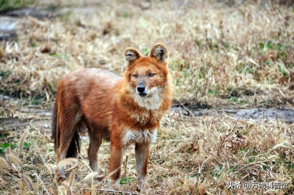祁连山发现8只“红狗”！被称为猛兽之首，它真敢猎杀老虎？