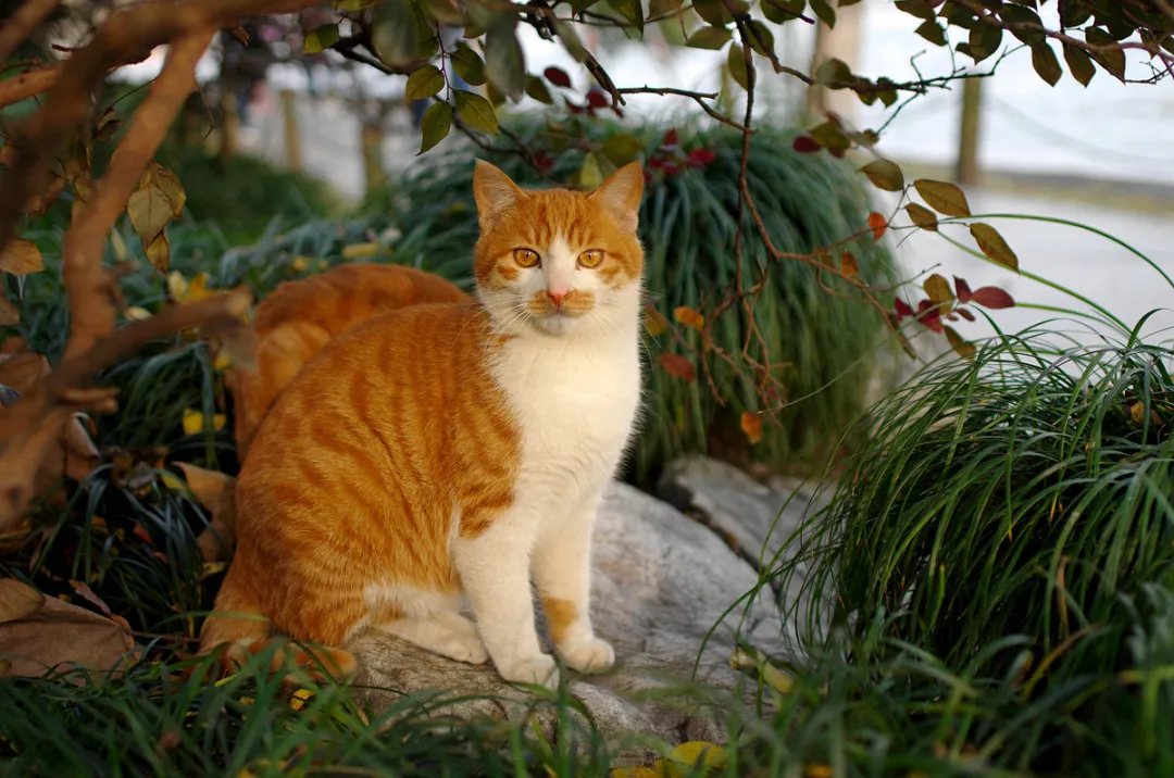 猫在门口叫预示离世(猫咪预感自己死亡，会有这些表现，每一个都让人落泪)