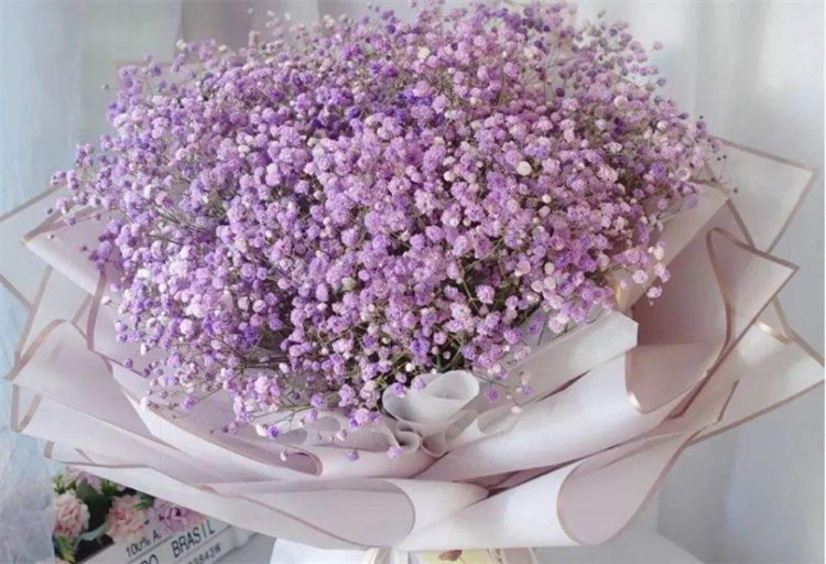 盘点：6种满天星颜色的寓意，最后一种颜色的满天星，生活中少见