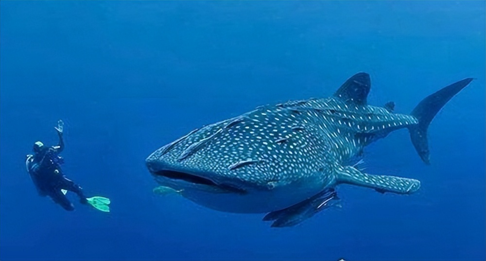 世界上最大的鱼