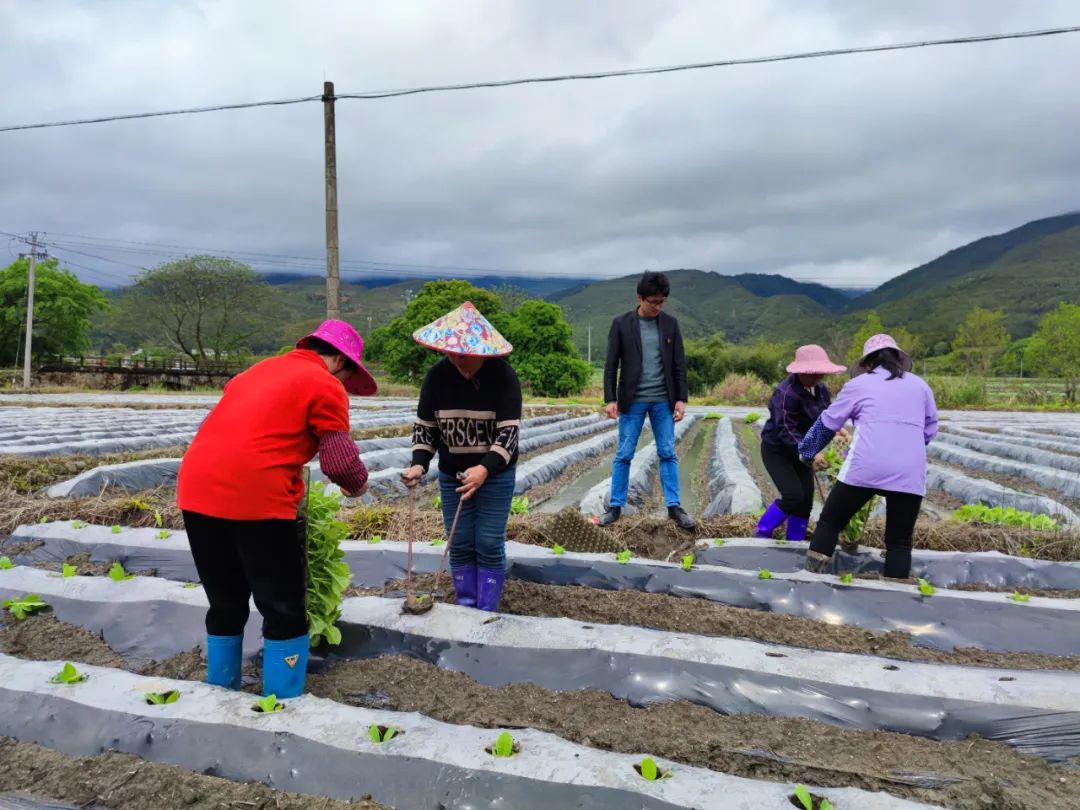 「全面推進鄉村振興」連城：培育和發展新興特色種植產業