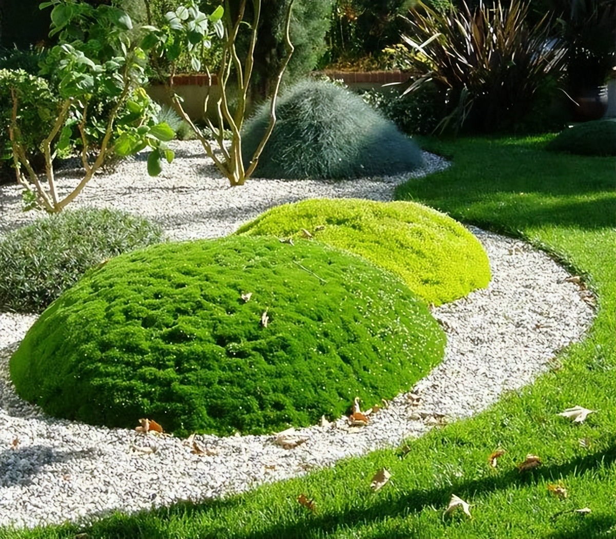 还可在平坦的庭院中形成造型奇特,个性多彩的禅宗庭院景观