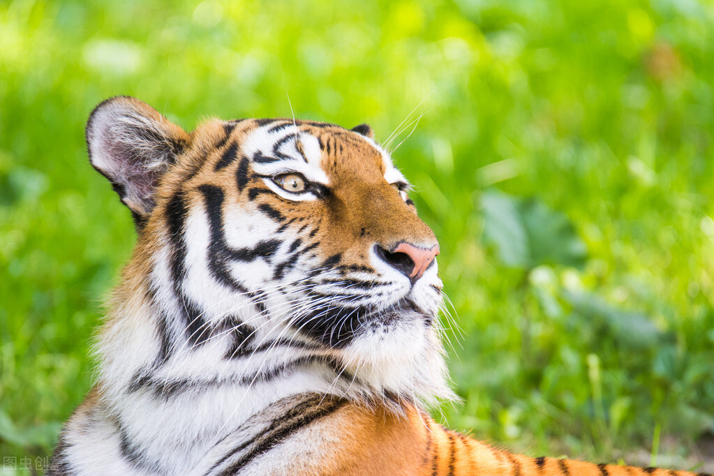 虎年说虎，十首猛虎诗词，百兽之王，亦有儿女情长