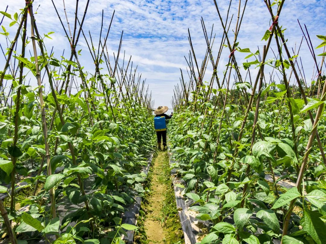 农药残留危害大，2022年国家禁限用农药汇总请收好