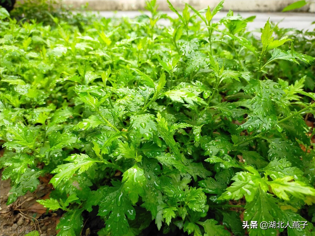 農村100種野菜圖片名單 農村能吃的野菜100種 - 汽車時代網