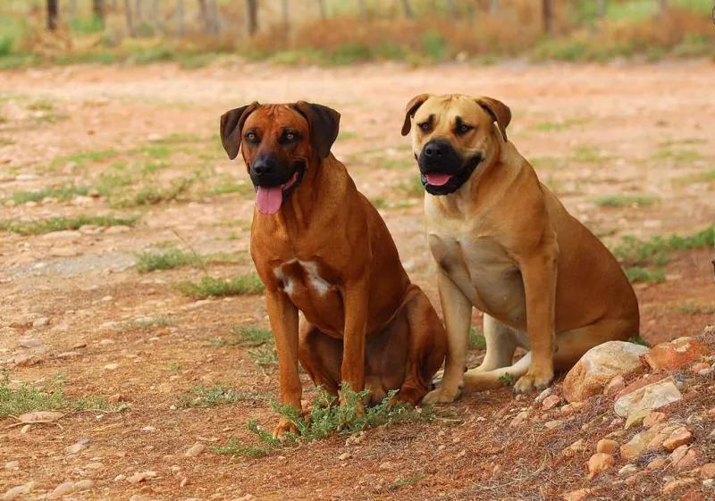 世界法律禁养的三种猛犬(世界十大禁养猛犬排行榜 人人都想养但却被禁的十大犬种)