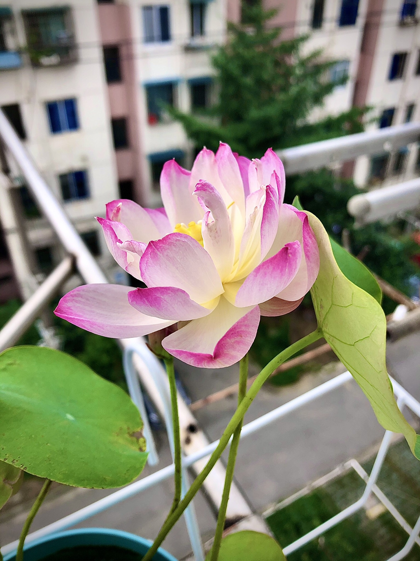 正宗碗莲种子怎么种（种子泡水里7天就能长出小嫩芽）
