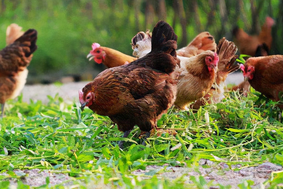 2022年准备养殖放养鸡：放养鸡的利润与成本，详细核算分析
