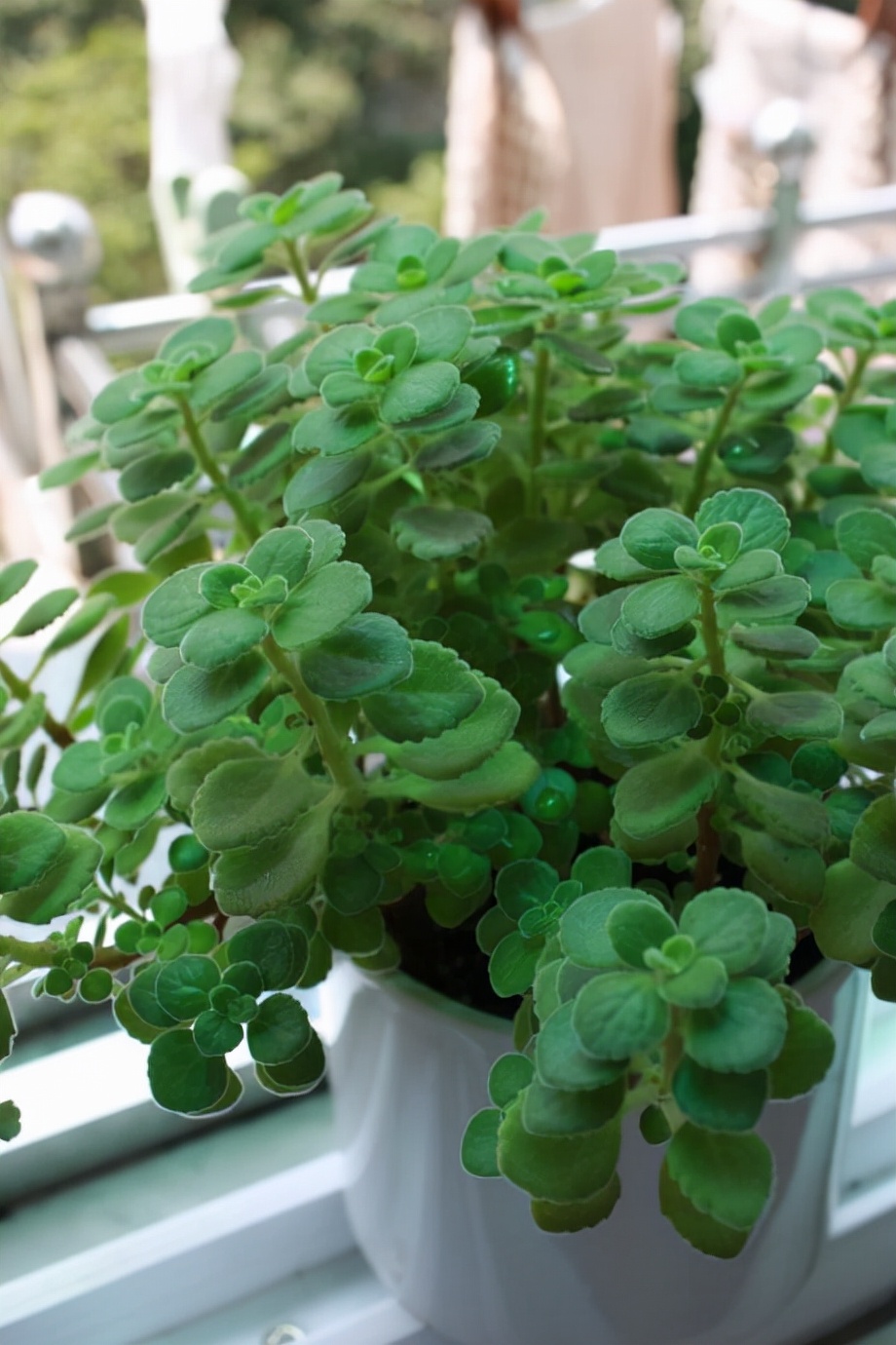 5种“香香花”摆在卫生间，臭味通通跑光，跟喷了香水儿似得