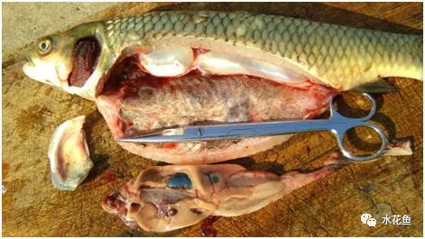 鱼病发生的成因：外因与内因，外部因素和内在因素
