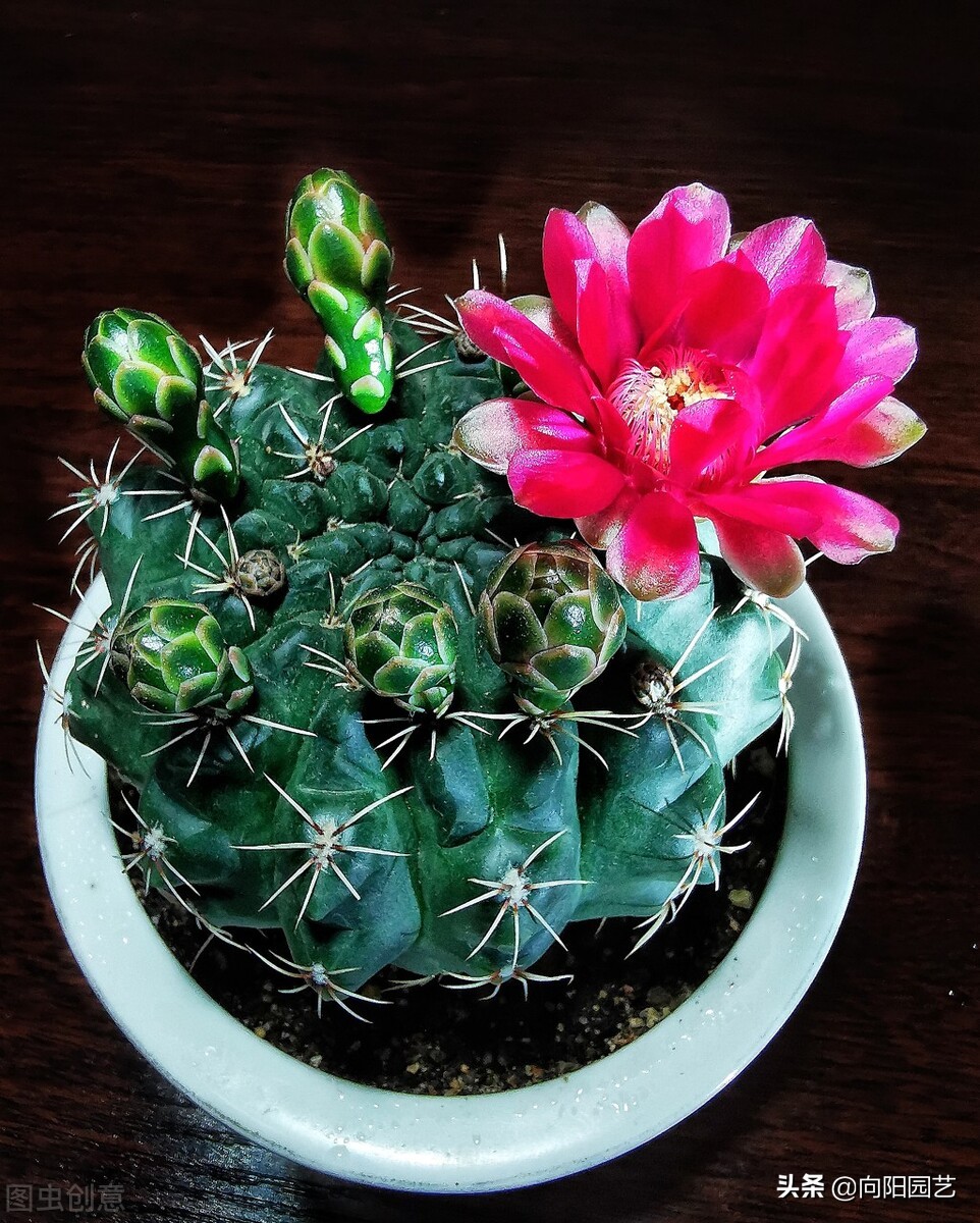 仙人球都能养死?养这9个品种,刺少不扎手,60天浇一次水