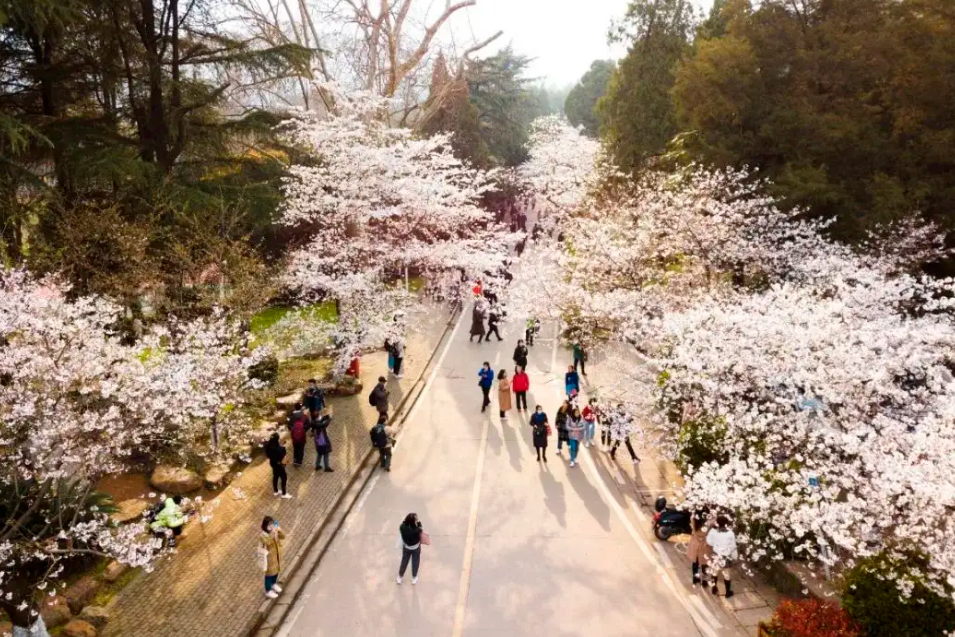 “我科有多大，地铁5站那么大！”华中大太奢华，光食堂就有37个