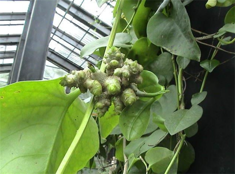 乡下有一种"洋植物",名字叫藤三七,珠芽,叶子可食用,价值高