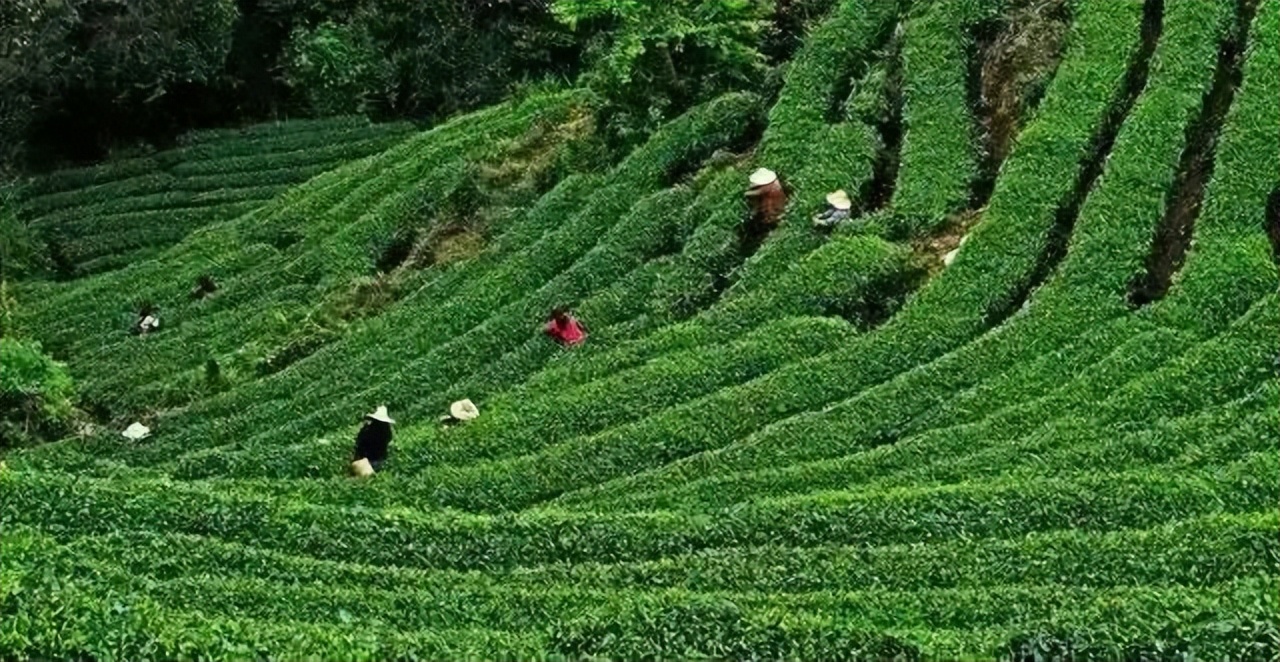 健康白酒成为消费趋势 受追捧的大梁茗酒“新”在何处？