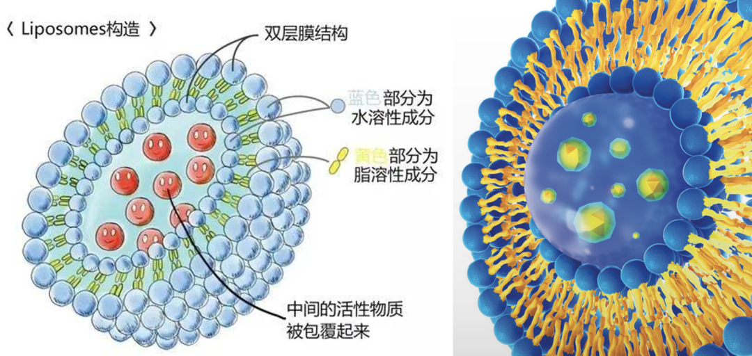 脂质体是由磷脂和胆固醇组成的脂质双分子层所构成的封闭囊泡,具有