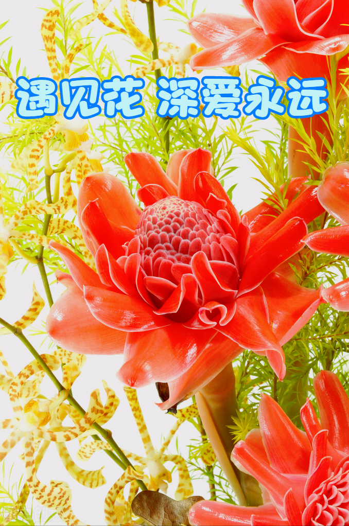 一花一世界，一花一深爱，只要与花相遇，就念在心里，爱到永久