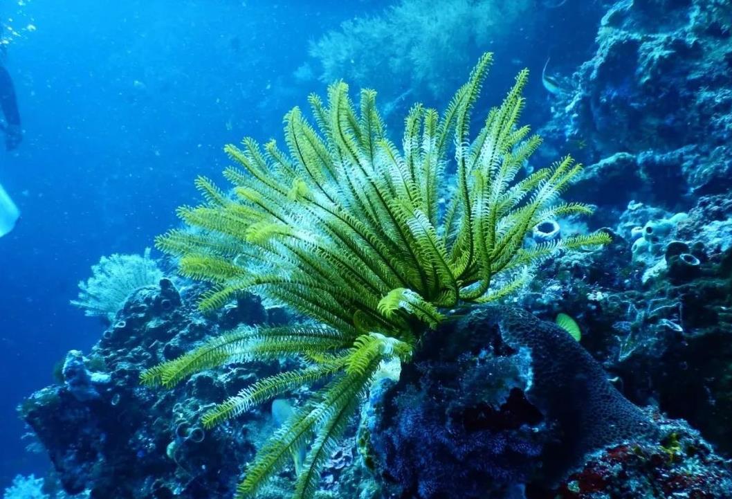 人类为什么只探索了5%的海洋？人类在深海中，发现了什么？