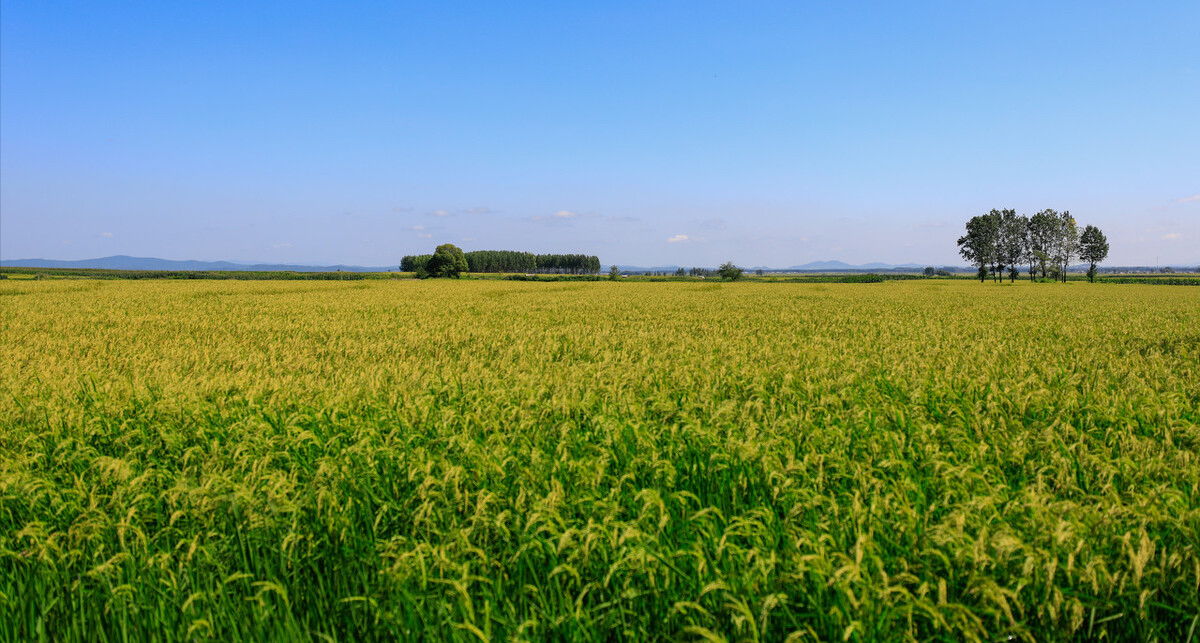 东北大米,产自黑龙江五常地区,这个地方的稻作区是一个三面环山的盆地