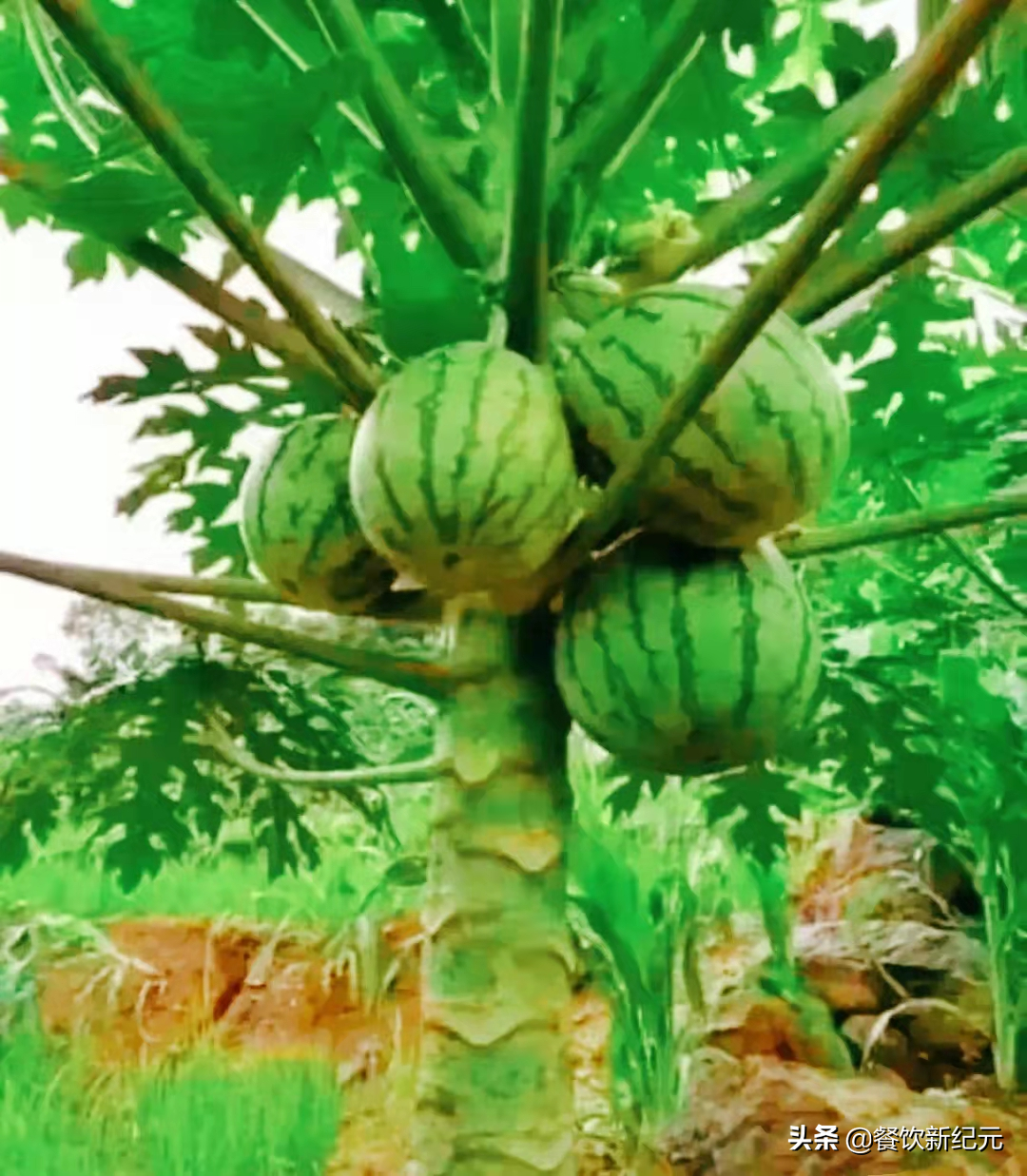 网红卖水果有多假？山竹长在地上，西瓜长在树上，网友：差点信了