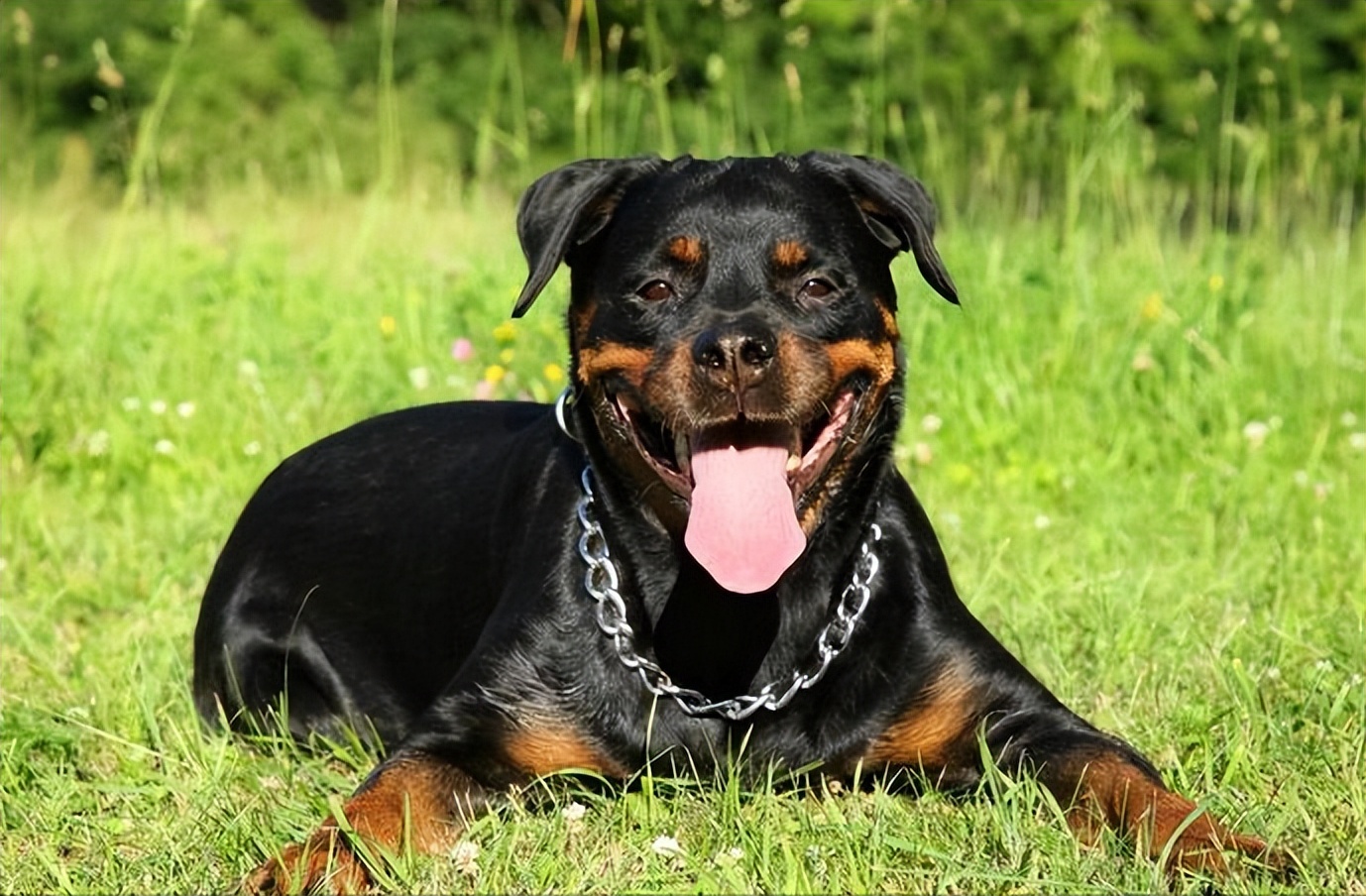 好养活罗威纳的体质是很不错的,不容易生病,好养活养狗人最怕的事情