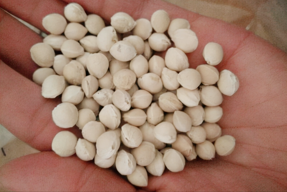 车厘子种植方法(车厘子种子分解操作步骤)