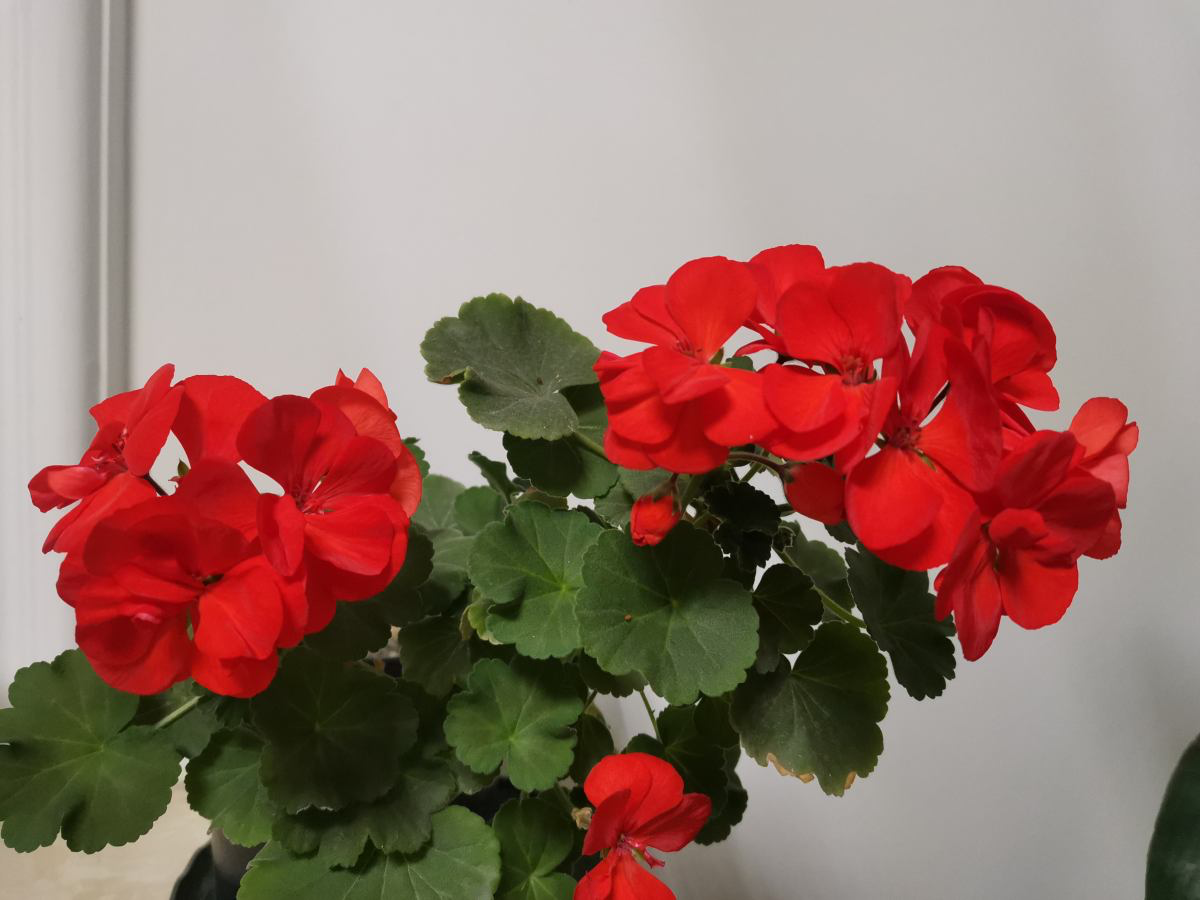 花的種植,花的種植方法和過程
