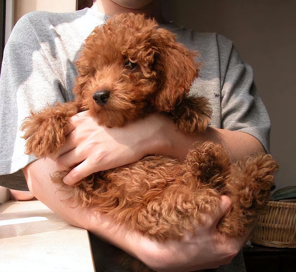 常见的抱狗"姿势",新手学起来