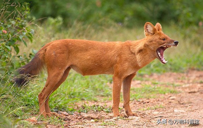 祁连山发现8只“红狗”！被称为猛兽之首，它真敢猎杀老虎？