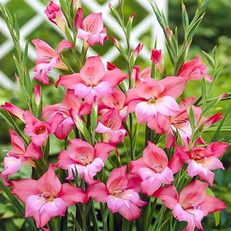 花朵美图｜温柔甜美的初吻、大丽花、耧斗菜花朵合集160张