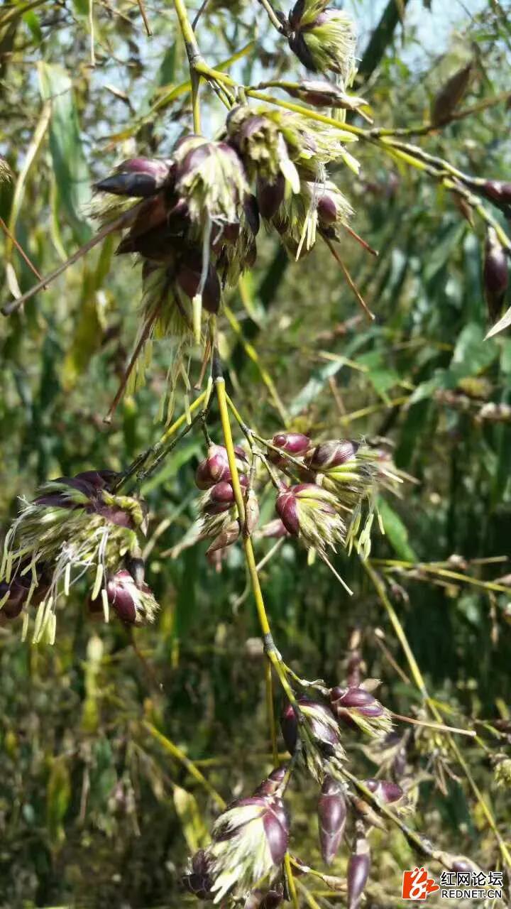 庭院竹子开花