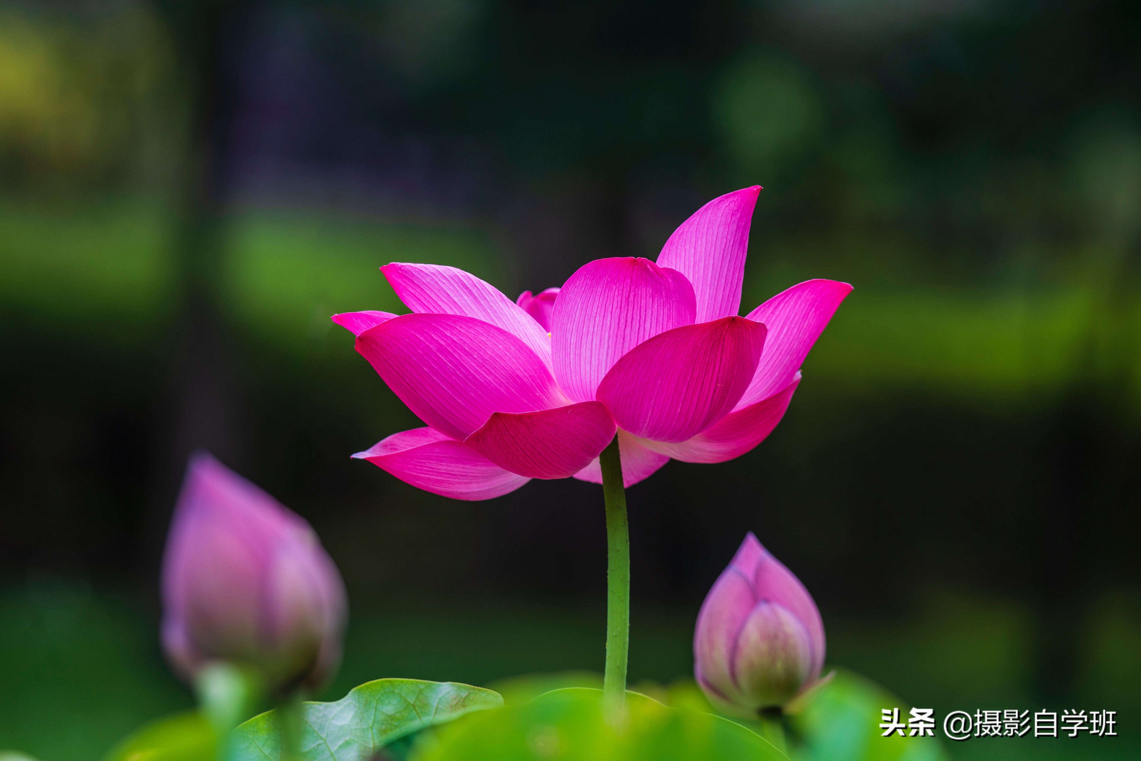 荷花攝影10個構(gòu)圖技巧，拍荷花用對構(gòu)圖，事半功倍