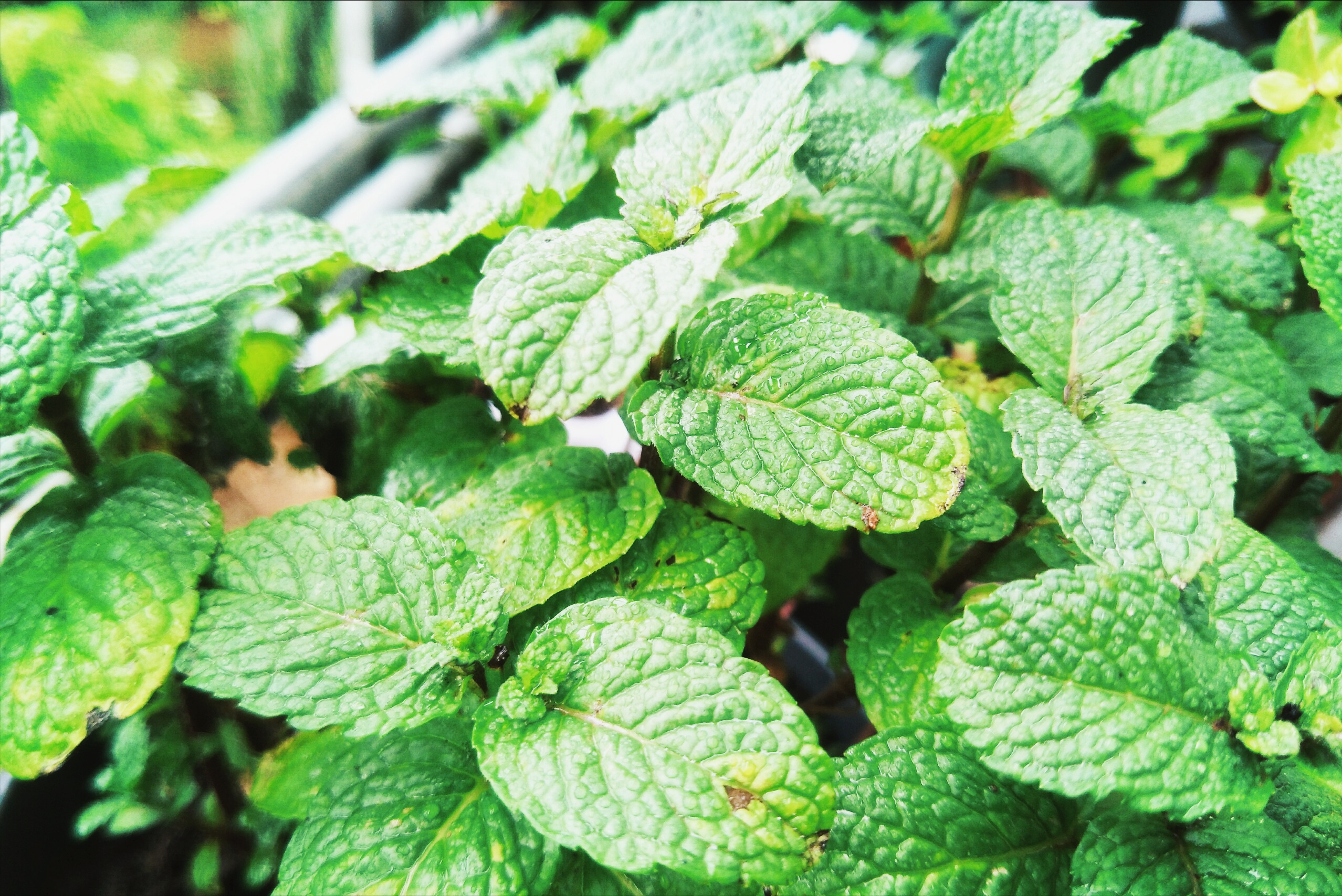 您知道薄荷倒伏啥原因吗?对症"下药",4种方法抗倒伏