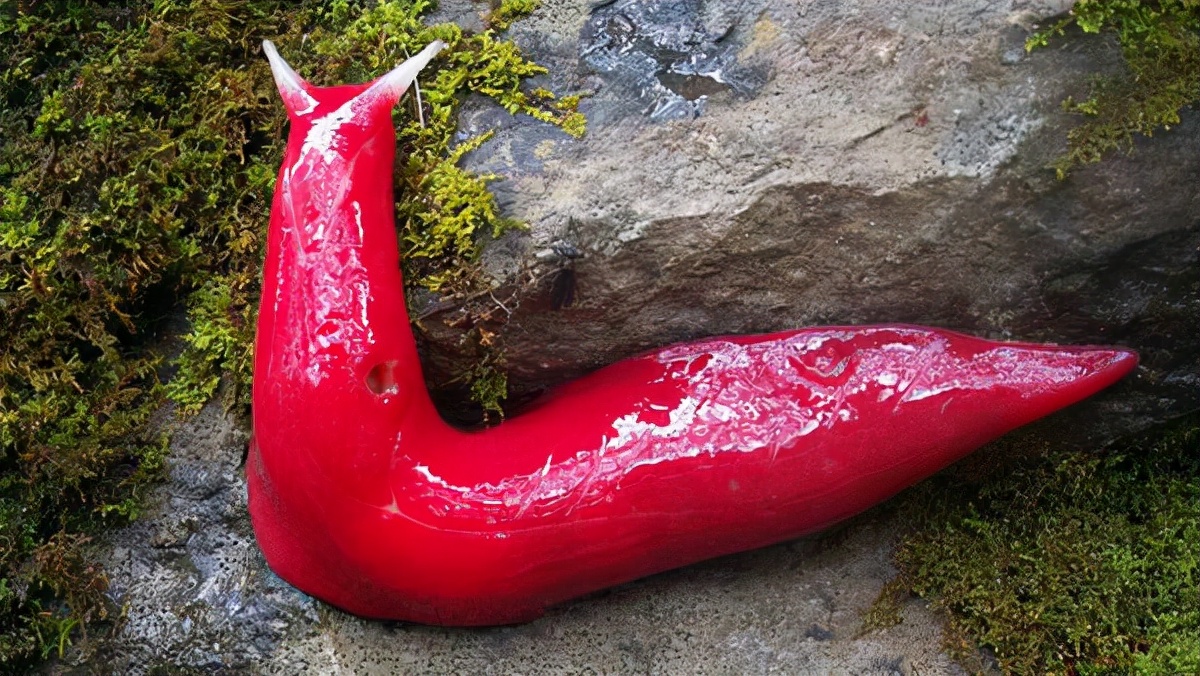 第三种,巨型粉红鼻涕虫.