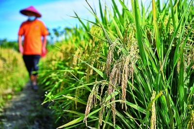 打造农业“芯片”！中国农大坐拥顶尖学科，获国家科技奖，还将种子送上太空