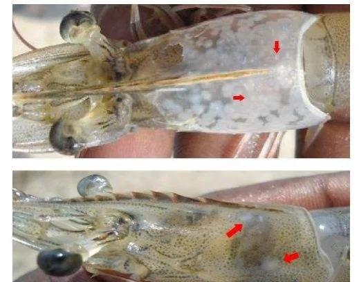 南美白对虾红体病图片图片