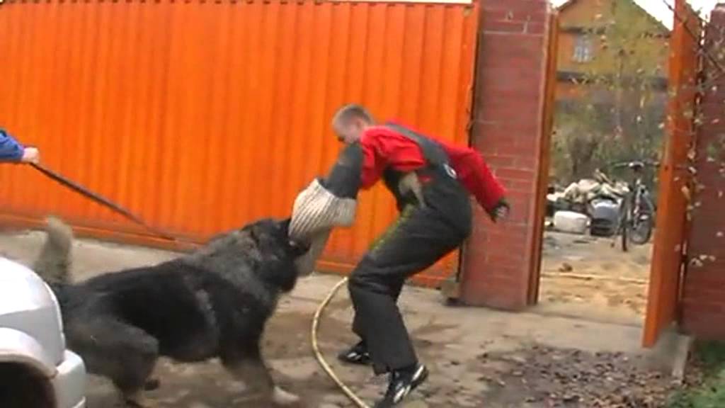 坎高犬vs高加索牧羊犬，谁才是大型猛犬的战力天花板？