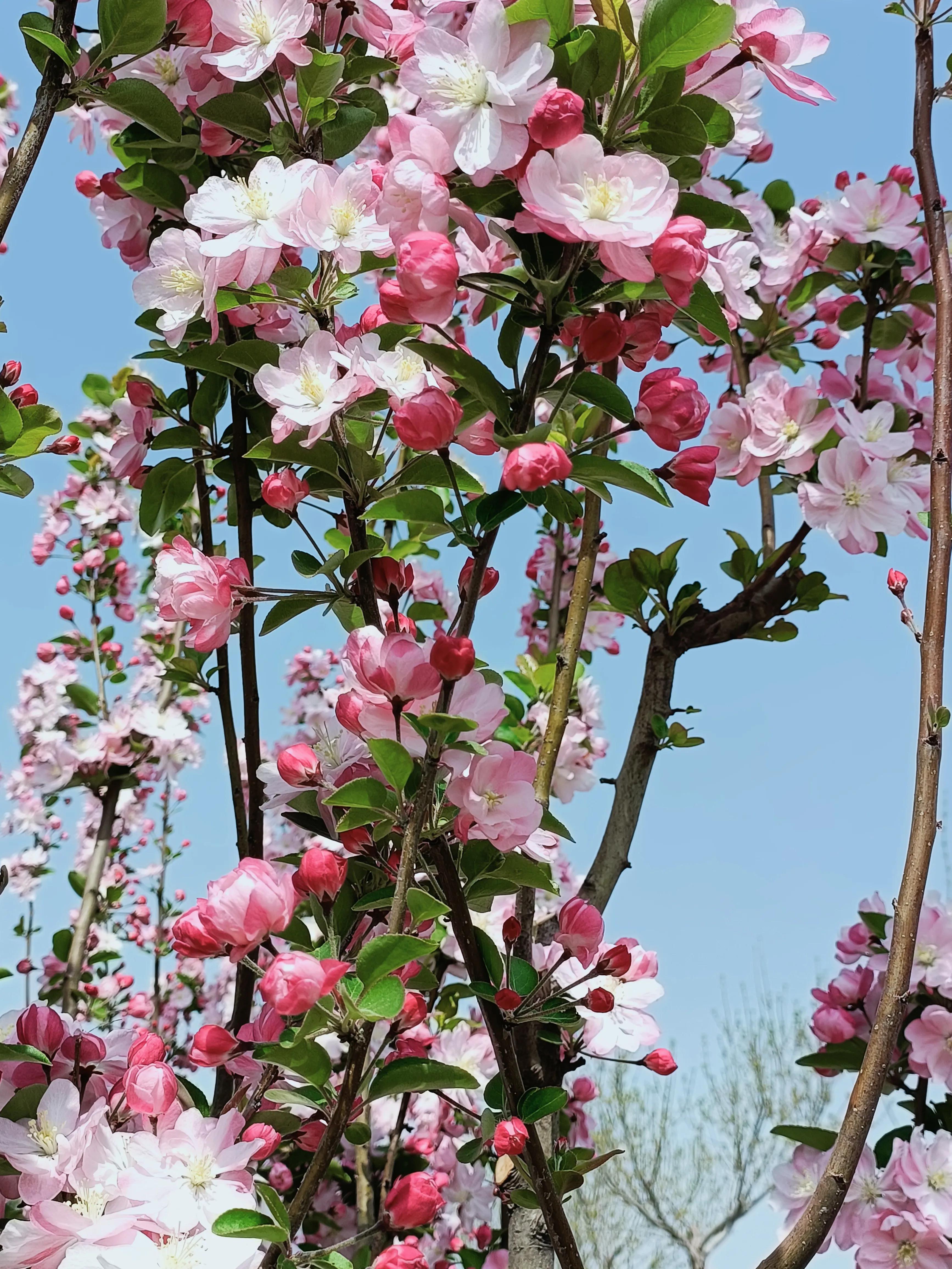 描写秋天海棠的优美句子_晶羽文学网