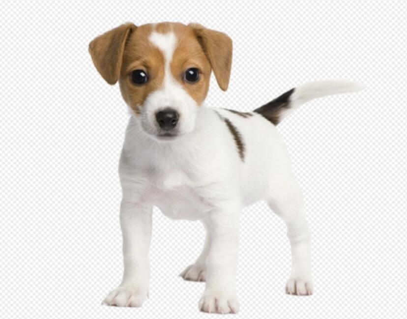 招财狗有这6大特征,养了就是你的福气