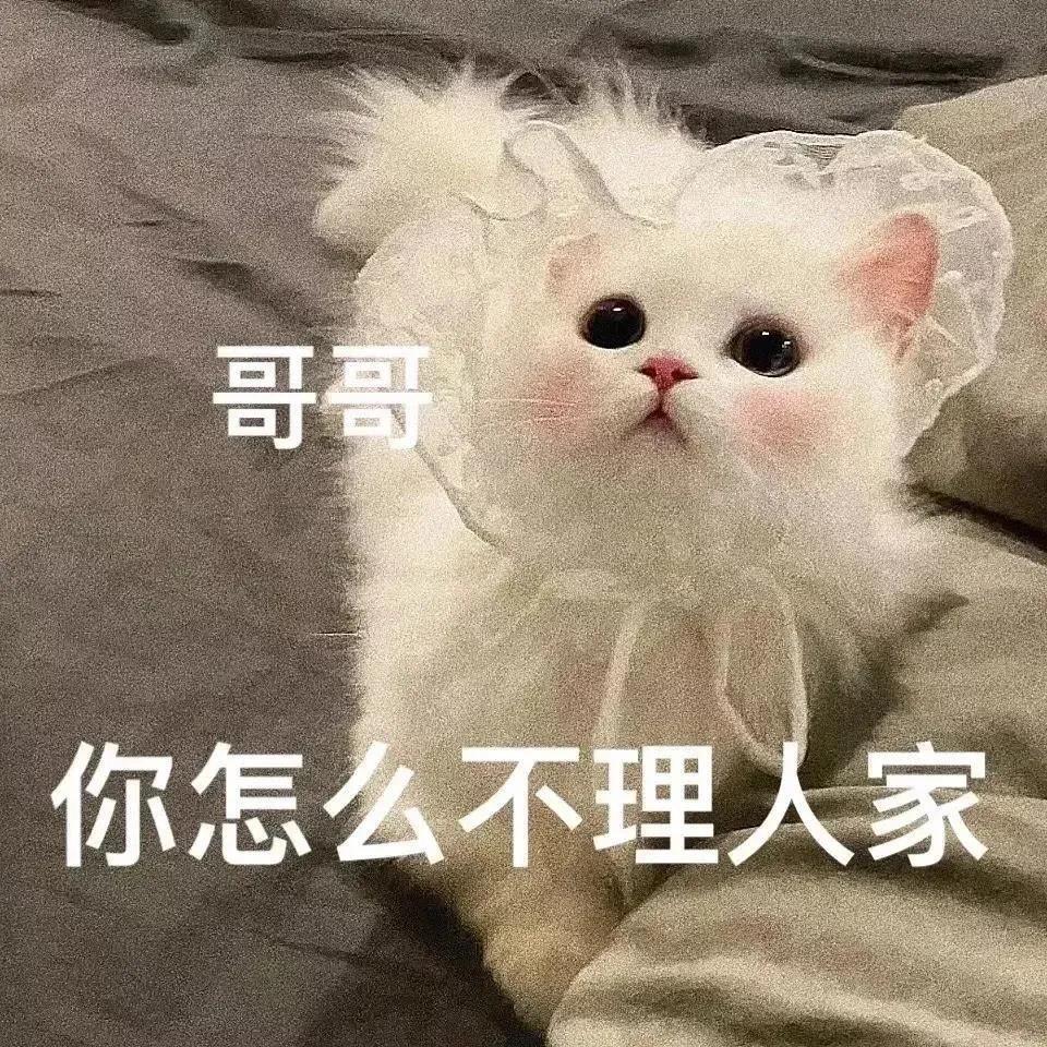 搞对象用的可爱猫咪表情包 谁又会在乎我的感受呢