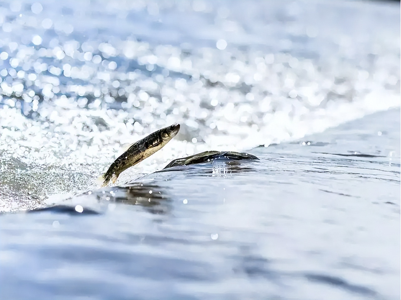 黄河每天冲鱼入海，大部分淡水鱼在海中活不了，它们都去哪里了