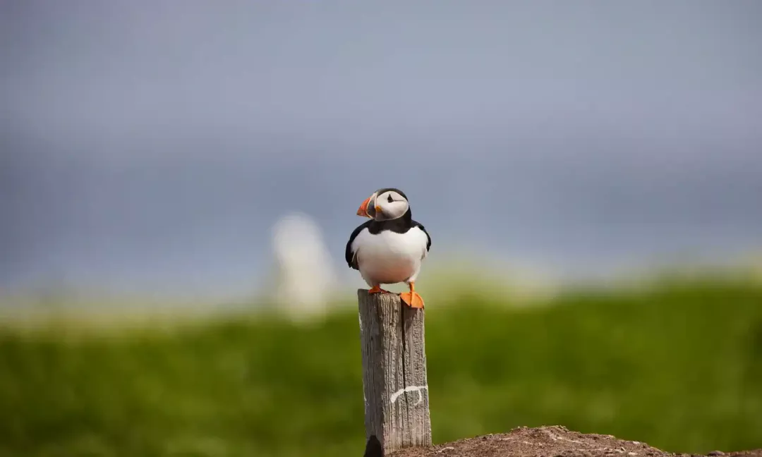每年一次去海岛上数鸟、摸鸟蛋！这大概是全英国最可爱的工作