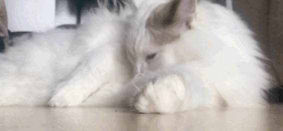 布偶猫价格多少钱一只（布偶猫难养吗）