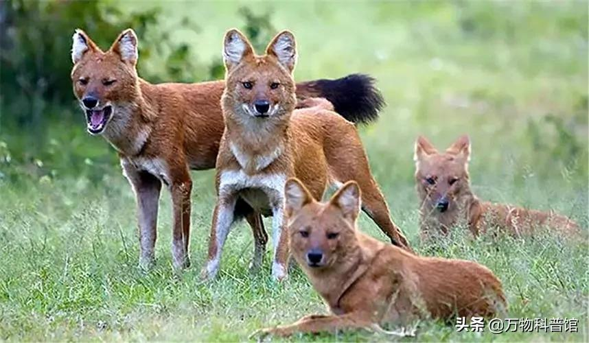 祁连山发现8只“红狗”！被称为猛兽之首，它真敢猎杀老虎？