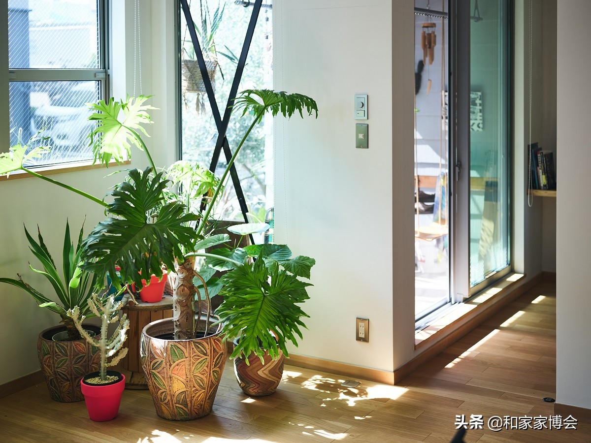 绿色植物助力“邻里关系”| 美式风格的老房翻新装修