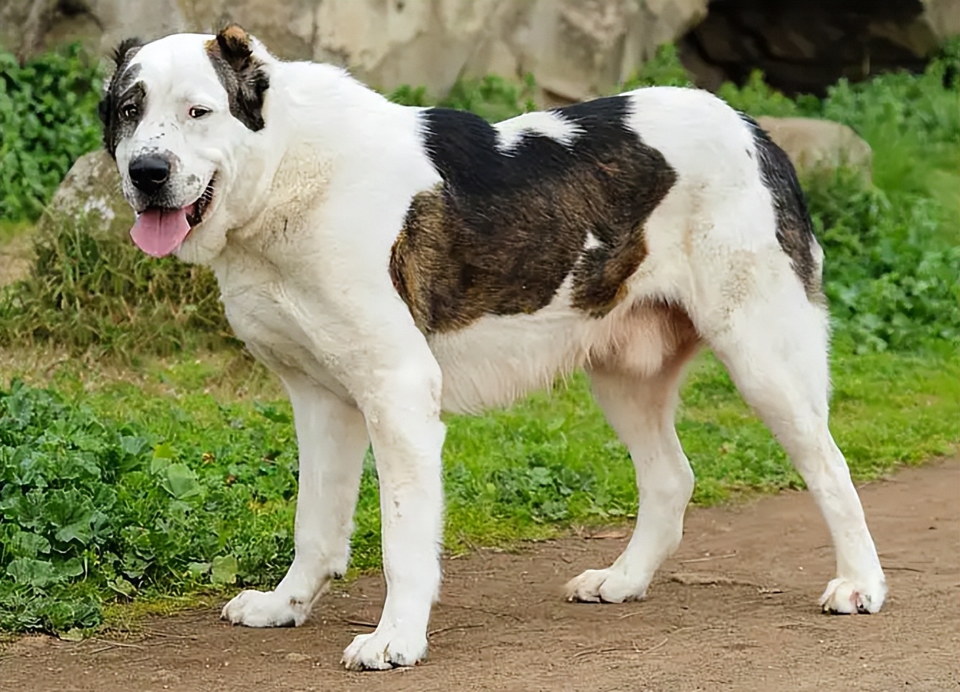 1,邊境牧羊犬邊牧是犬類智商排名第一狗狗,除了智商外顏值也一直在線