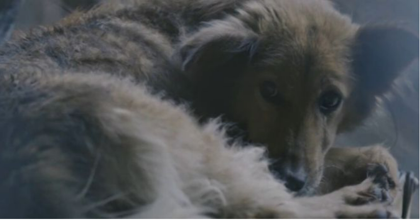 2016年，台湾女孩给700只狗安乐死后，将最后一针给了新婚的自己