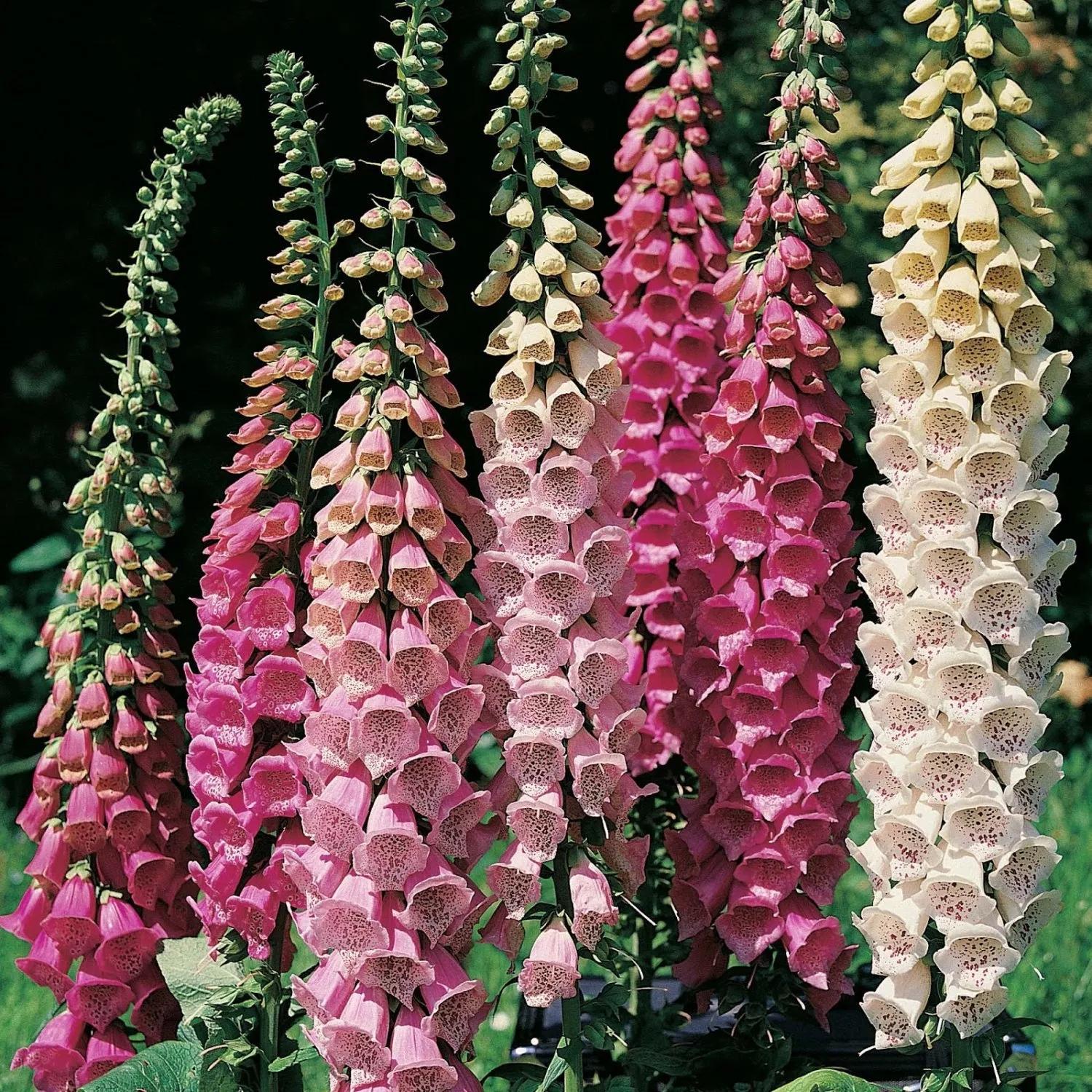花朵美图｜温柔甜美的初吻、大丽花、耧斗菜花朵合集160张