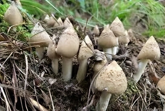 带你认识常见的16种菌菇