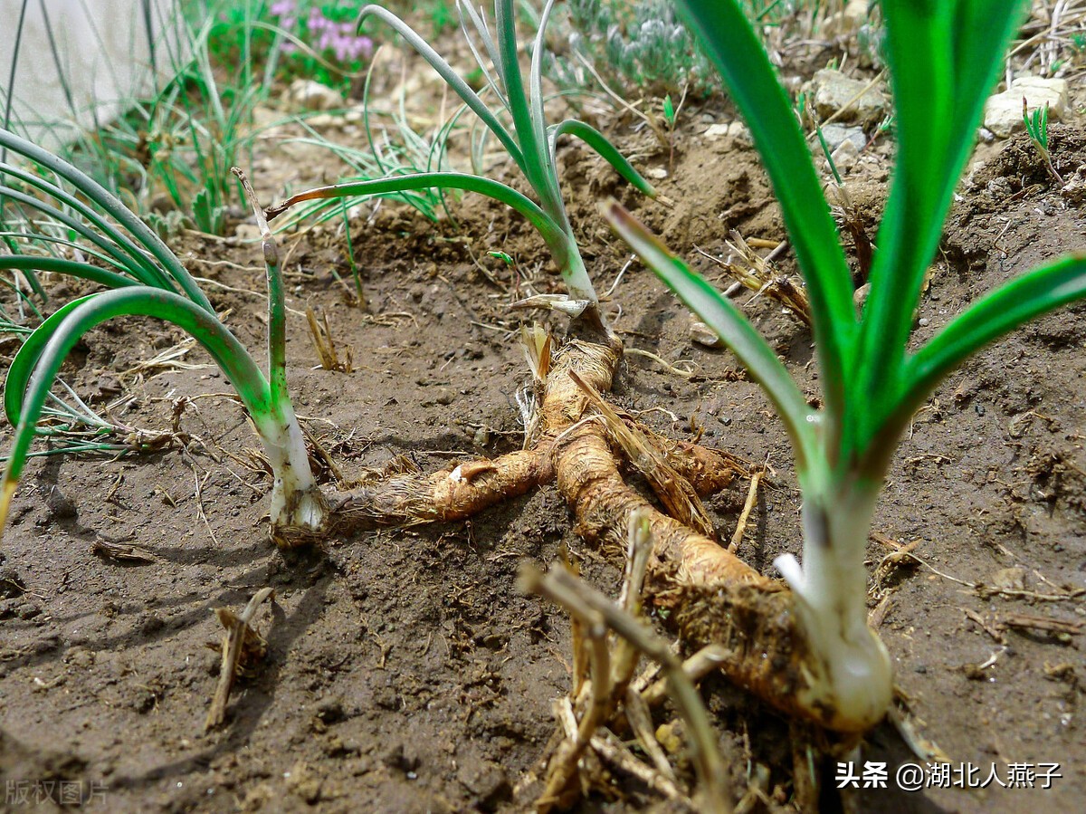 野菜的种类和做法（带你见识不同的野菜和吃法） 103